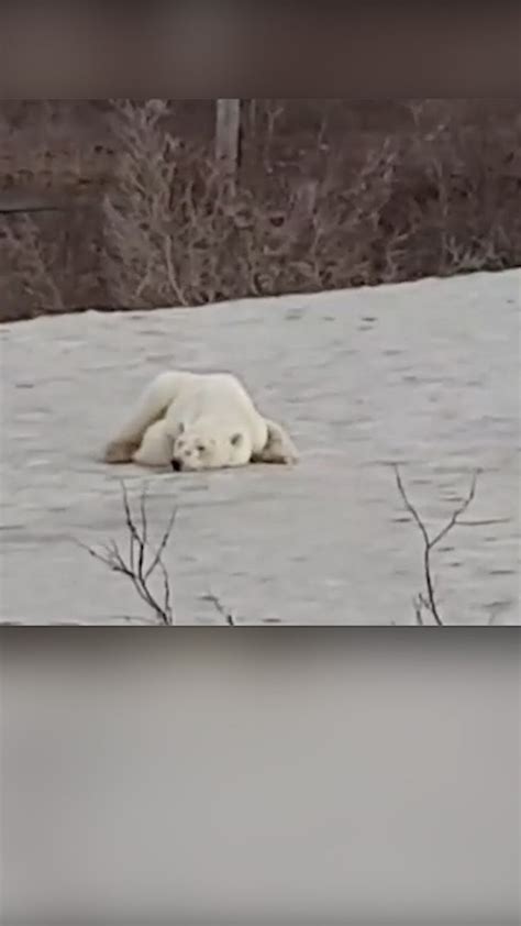 Video Emaciated Polar Bear Hunts For Food In Russian Industrial City