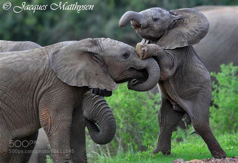 30 Cute And Funny Baby Elephant Images That Will Brighten Up Your Day