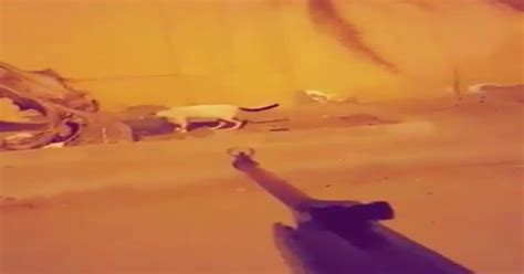 Saudi Man Arrested For Allegedly Filming Himself Killing Cats Local