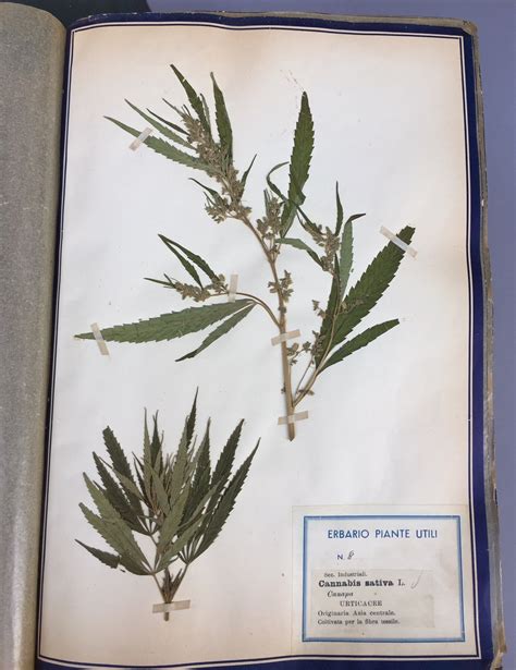 Interesting school herbarium made by the company - Fleaglass