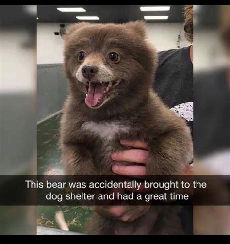 This Bear In 2020 Cute Animals Cute Baby Animals Funny Animals