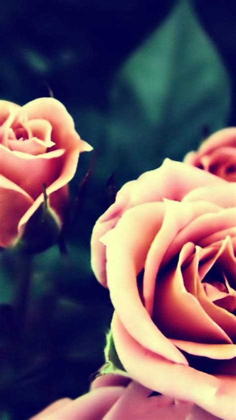 Close Up Pink Rose Wallpapers Wallpaper Cave