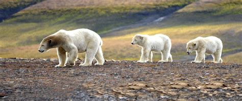King Of The Ice The Svalbard Polar Bear Hurtigruten