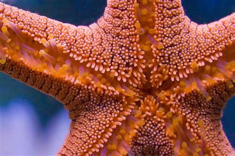 Red Sea Star By Neilcreek Via Flickr Sea To Shining Sea Nature