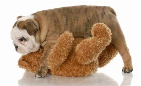 Why Do Female Puppies Hump Toys The Surprising Truth Puppyfaqs