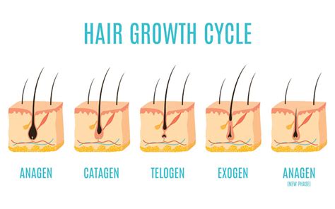 Hair Growth Cycle Understanding The Structure Of Your Follicles Vedix