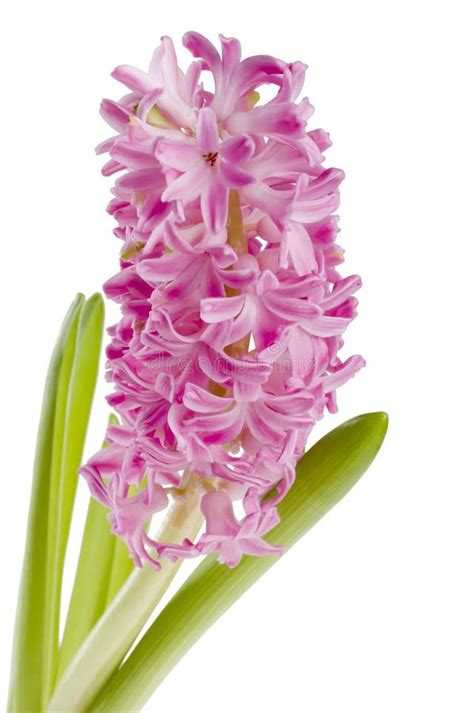 Beautiful Spring Flower Of Colour Hyacinth Stock Photo Image Of