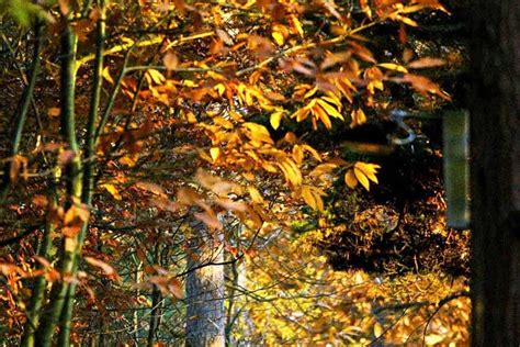 Gossip From The Forest The Tangled Roots Of Our Forests And Fairytales