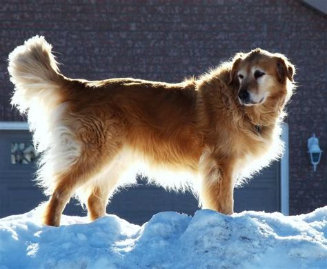 Your veterinarian can provide you with the best options to make sure your puppy gets everything it needs to grow healthy and active. Articles, Tips, Information About Pets | Golden retriever ...