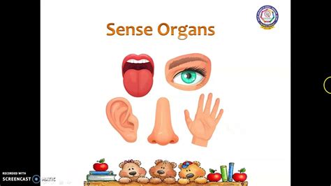 Cbse Class Iii Science Our Body Parts External Body Parts Youtube