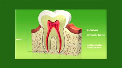 Periodontium Or The Tooth Supporting Structure