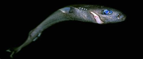 Etmopterus Perryi Dwarf Lanternshark Shark Photos Deep Sea Life