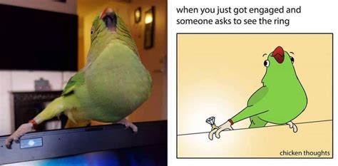 Cutesypooh Birb Memes Funny Animal Memes Bird Meme