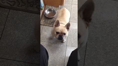 They are extremely loyal dogs that would do anything for their owners. French Bulldog barking - YouTube