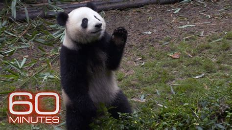 60 Minutes Reports On The Giant Pandas Comeback From Extinction Youtube