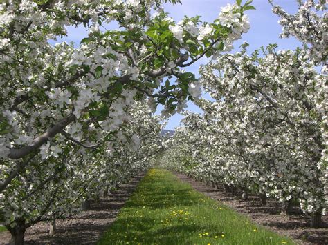 Apple Orchards In Bloom Urban Agriculture Traveling By Yourself