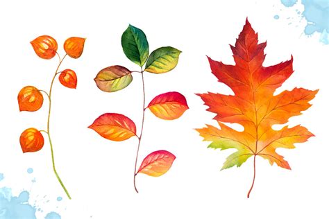 Autumn Leaves Watercolor Set By Alex Green Thehungryjpeg