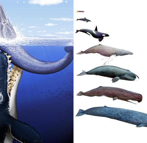 Uy scuti is the biggest known star in the universe. Größenvergleich Wale Größe