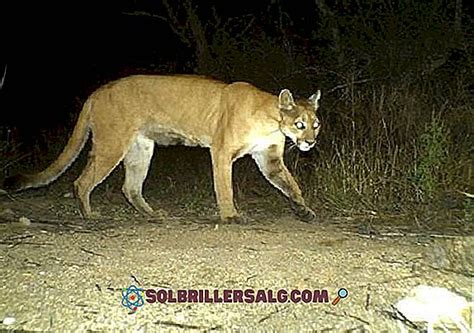 Puma Concolor Características Classificação Perigo De Extinção