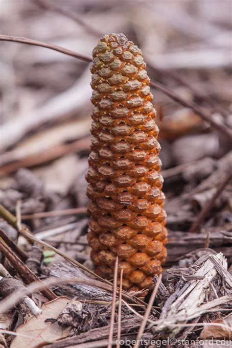 Cycads are found in a range of habitats including tropical forests, seasonally dry forests and savannas. Cycads