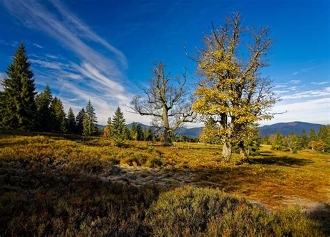 Bavarian National Park Bayerischer Wald Becomes Germanys Largest