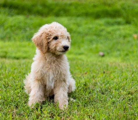Available australian labradoodle puppies located near wilmington and raleigh nc; Mini Goldendoodle Puppies NC | Mini Goldendoodle