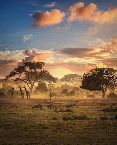 Atardecer En La Sabana Africana African Sunset Africa Photography