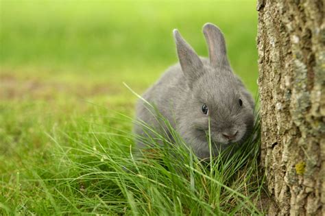 Where Do Rabbits Live Pet Ponder