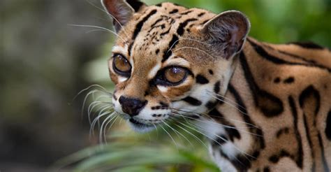 Pin on Amimales