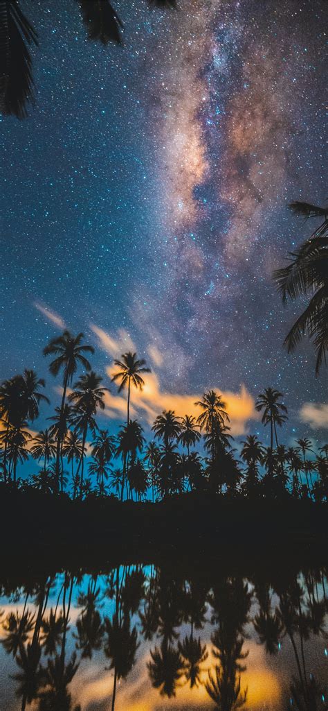 Silhouette Of Coconut Trees Reflected On Body Of W Iphone Wallpapers