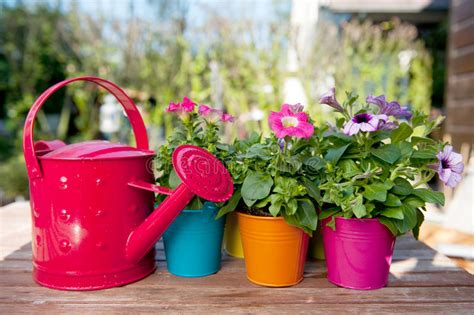 Flowers And Watering Can Stock Photo Image Of Spring 13982834
