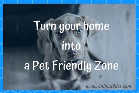 Turn Your Home Into A Pet Friendly Zone Animal Bliss