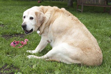 Chubby Labrador Retrievers May Be Genetically Predisposed To Obesity