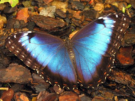 Blue Butterfly Morpho Captured Biological Science