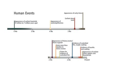 Fire And The Evolution Of The Brain The Nerve Blog Blog Archive