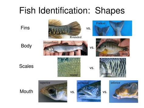 Ppt What Is A Fish Powerpoint Presentation Free Download Id2748449