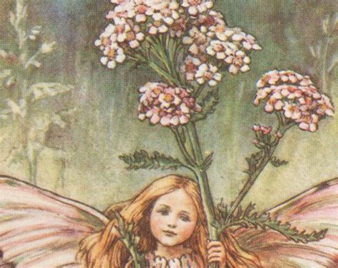 Flower Fairies The Yarrow Fairy Vintage Print C1930 By Cicely Mary