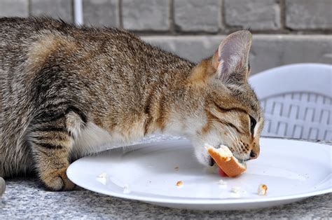 Now you know that while cats can eat peanut. Can Pet Cats Eat Peanut Butter Safely? Is it Healthy for ...