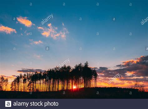 Sunset Sunrise In Pine Forest Sun Sunshine In Sunny Spring Coniferous