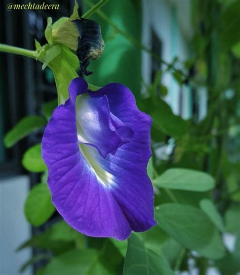 Nama lain bagi kacang telang ialah butterfly pea vine, blue pea, anchan (thailand), pukinggan (filipina) dan dau biec (vietnam). Bunga Telang, Tanaman Rambat yang Kaya Manfaat