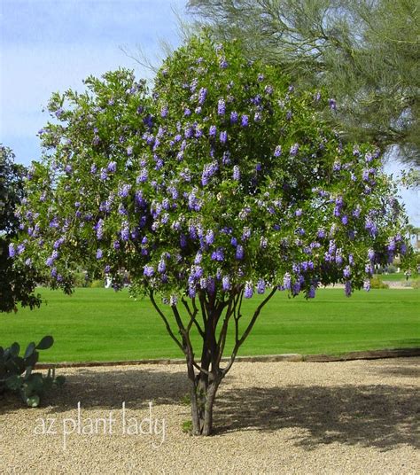 Best Arizona Flowering Plants Arizona Desert Plants Guide Arizona