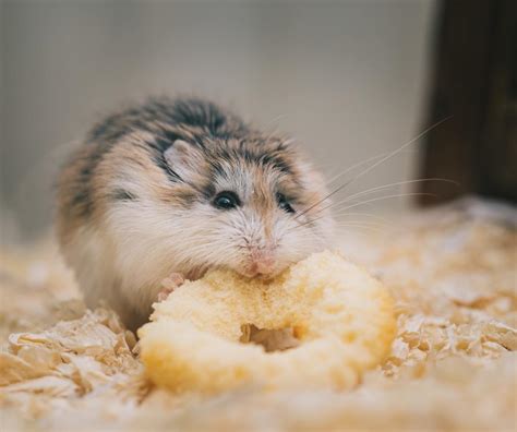 Diy Organic Hamster Food Recipe And Hamster Diet Tips Pethelpful