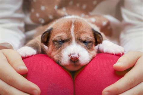 Un Cachorro Basenji Recién Nacido Durmiendo De Rodillas De Un Niño
