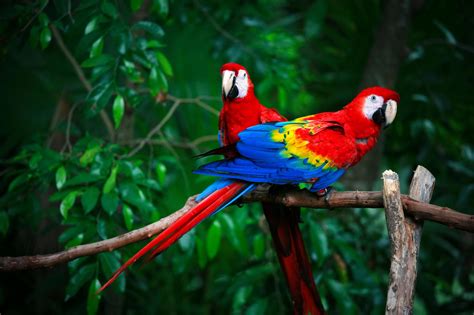 14 Fun Facts About Parrots Ami Locker Hub