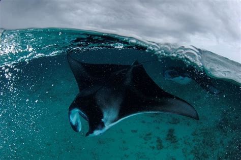 Beautiful Sea Creatures Manta Ray Ocean