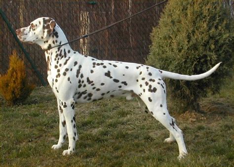 Beautiful Liver Spot Dalmatian Dálmatas Perros