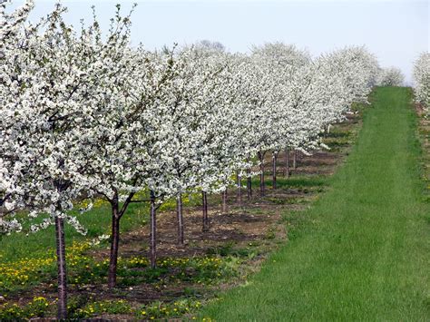 Experience The Season Of Blossoms In Door County Wisconsin This Spring