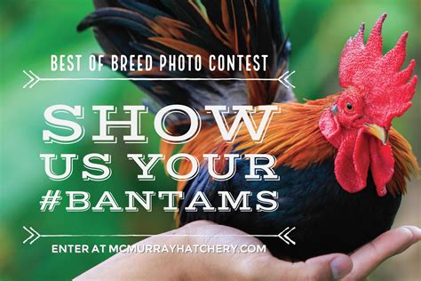 2017 Best Of Breeds Photo Contest Bantams Murray Mcmurray Hatchery Blog