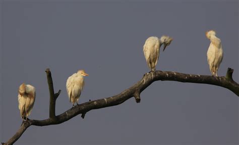 Cattle Egret Bubulcus Ibis At Rietvlei Nature Reserve So Flickr