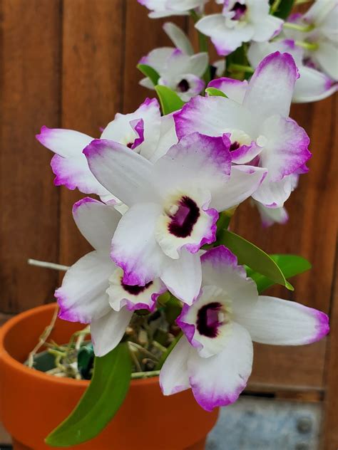 Dendrobium Love Memory White Plains Orchids